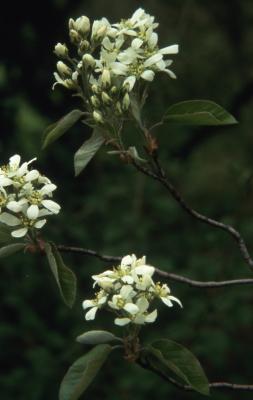 Amelanchier canadensis (L.) Medic. (Canada serviceberry), flowers 