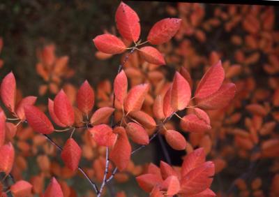 Amelanchier ×grandiflora Rehder (apple serviceberry), leaves, fall color