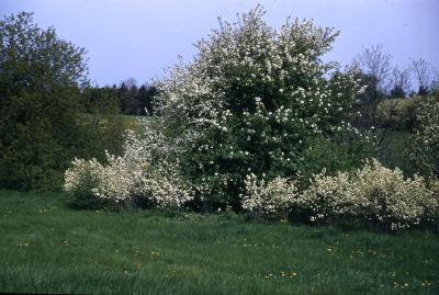 Amelanchier stolonifera Wiegand (running serviceberry), spring form, habit