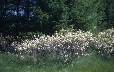 Amelanchier stolonifera Wiegand (running serviceberry), spring form, habit