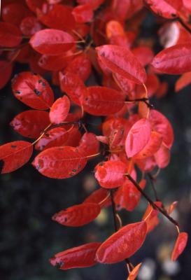 Amelanchier xgrandiflora Rehder (apple serviceberry), close-up of red fall leaves