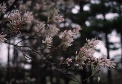 Amelanchier xgrandiflora 'Ballerina' (Ballerina apple serviceberry), branch with flowers, buds, and leaves
