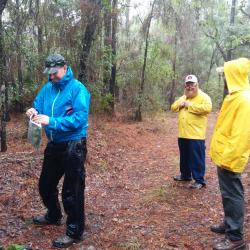 Seed collection in Gulf State Park, Alabama, 2015