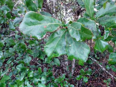 Quercus arkansana Sarg. (Arkansas oak), foliage