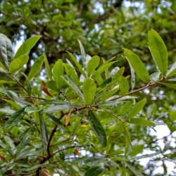 Quercus oglethorpensis (Oglethorpe oak), immature fruit