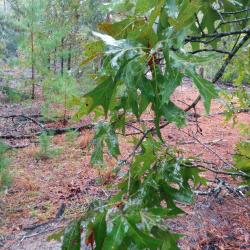 Quercus laevis Walter (turkey oak), foliage