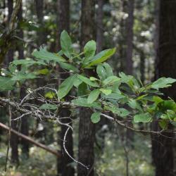 Quercus oglethorpensis (Oglethorpe oak), foliage