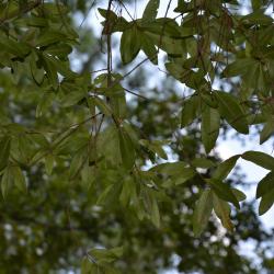 Quercus phellos (willow oak), foliage