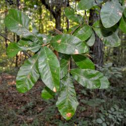 Quercus oglethorpensis (Oglethorpe's oak), foliage