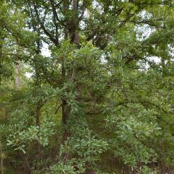 Quercus oglethorpensis (Oglethorpe oak), habit