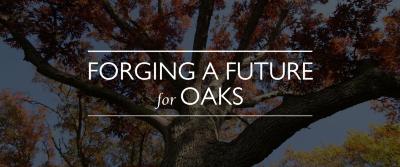 Forging a Future for Oaks, thumbnail