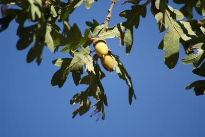 Quercus garryana Douglas ex Hook. (Oregon oak), fruit