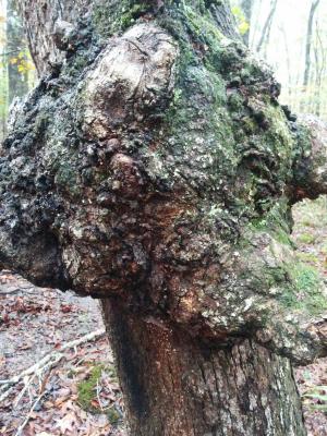 Quercus oglethorpensis (Oglethorpe oak) , stem canker
