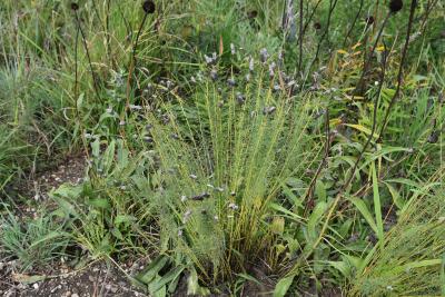 Dalea purpurea (Purple Prairie-clover), habit, fall