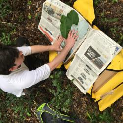 Matt Lobdell preparing a herbarium specimen of Magnolia ashei