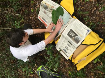 Matt Lobdell preparing a herbarium specimen of Magnolia ashei