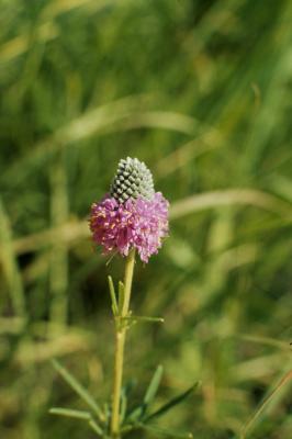 Dalea purpurea (Purple Prairie-clover), flower, full