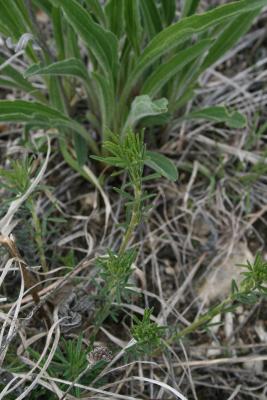 Dalea purpurea (Purple Prairie-clover), habit, spring