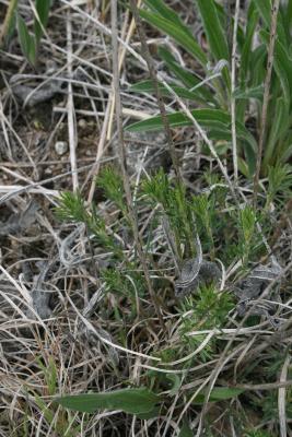 Dalea purpurea (Purple Prairie-clover), habit, spring