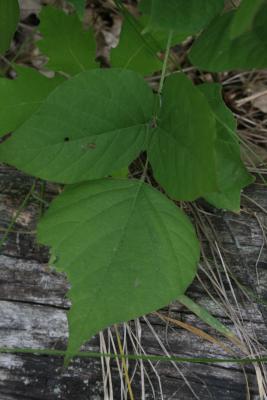 Desmodium glutinosum (Pointed Ticktrefoil), leaf, upper surface