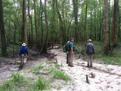 Plant Exploration in Apalachicola National Forest