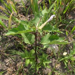 Datura stramonium (Jimsonweed), habit, summer