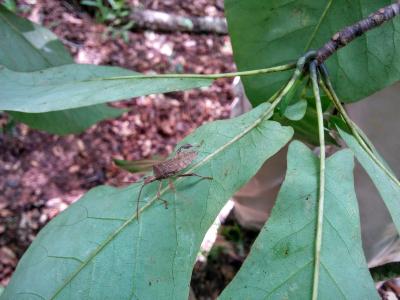 Leptoglossus species on Magnolia pyramidata leaf