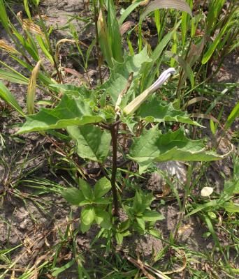 Datura stramonium (Jimsonweed), habit, summer