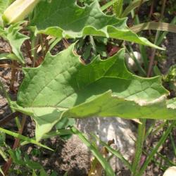 Datura stramonium (Jimsonweed), leaf, summer