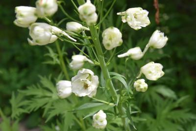 Delphinium 'Guardian White (Guardian White Larkspur), flower, throat
