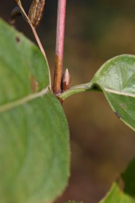 Diervilla lonicera (Bush-honeysuckle), bud, lateral