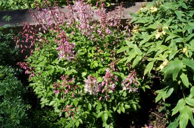 Dictamnus albus 'Purpureus' (Purple-flowered Gas Plant), habit, spring