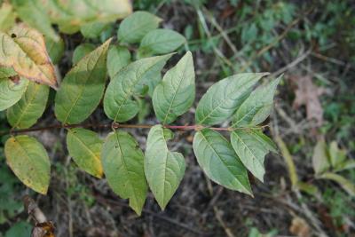 Diervilla lonicera (Bush-honeysuckle), leaf, fall