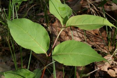 Diervilla lonicera (Bush-honeysuckle), leaf, summer, leaf, upper surface