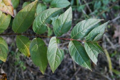 Diervilla lonicera (Bush-honeysuckle), leaf, fall
