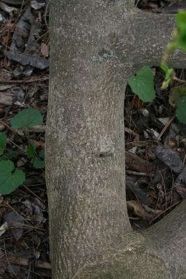 Dirca palustris (Leatherwood), bark, trunk