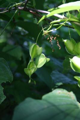 Dioscorea villosa (Wild Yam), fruit, immature