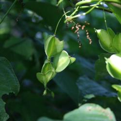 Dioscorea villosa (Wild Yam), fruit, immature