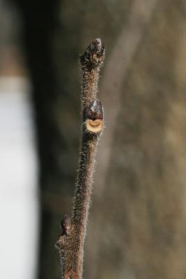 Diospyros virginiana (Persimmon), bud, terminal, bark, twig