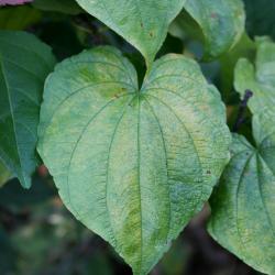 Dioscorea villosa (Wild Yam), leaf, upper surface
