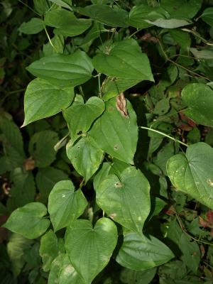 Dioscorea villosa (Wild Yam), leaf, summer