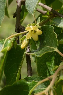 Diospyros virginiana (Persimmon), flower, full