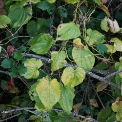 Dioscorea villosa (Wild Yam), habit, fall