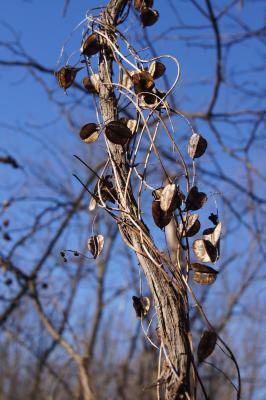 Dioscorea villosa (Wild Yam), habit, winter
