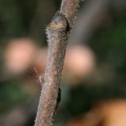 Diospyros virginiana (Persimmon), bark, twig, bud, lateral