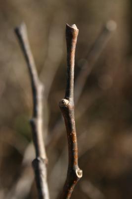 Dirca palustris (Leatherwood), bark, twig, bud, terminal