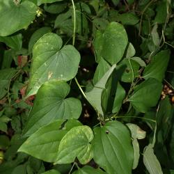 Dioscorea villosa (Wild Yam), leaf, summer