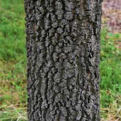 Diospyros virginiana (Persimmon), bark, trunk