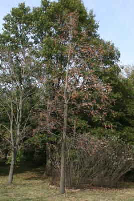 Diospyros virginiana (Persimmon), habit, fall