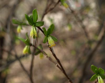 Dirca palustris (Leatherwood), flower, full, flower, side